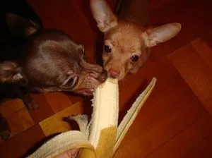 Правильное питание той терьера