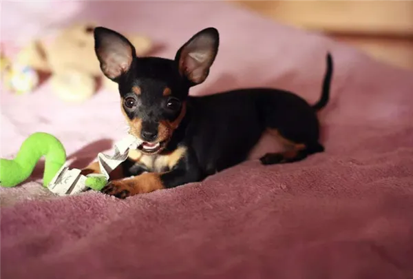 Питание щенка: составление рациона, меню на день, особенности и важные нюансы