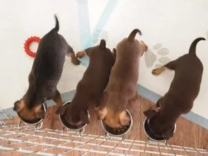 Чем нельзя кормить щенков