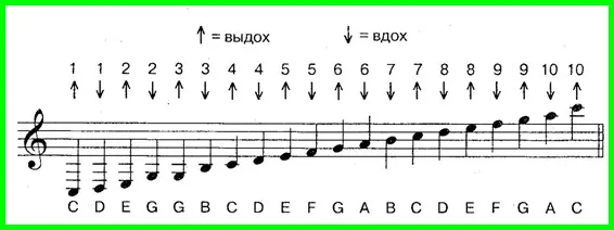 какие ноты можно сыграть на диатонической губной гармошке