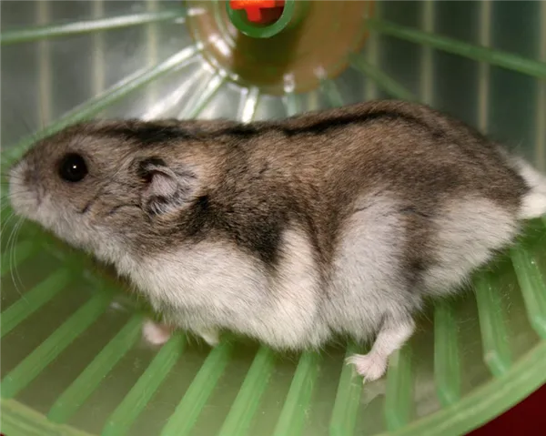 355+ красивых имен для джунгариков