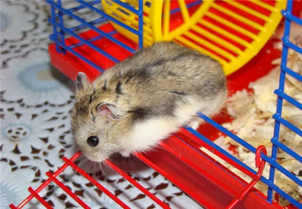 355+ красивых имен для джунгариков