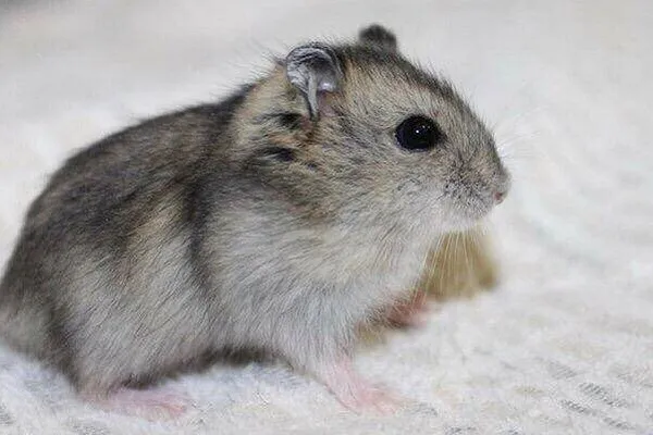 Джунгарский хомяк