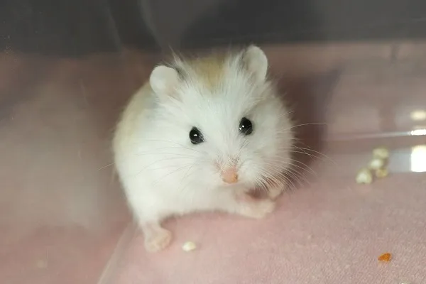 Джунгарский хомяк