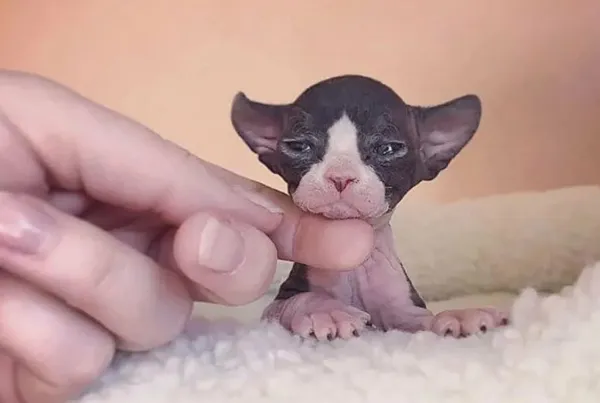 имена для сфинксов: как назвать кота мальчика и девочку