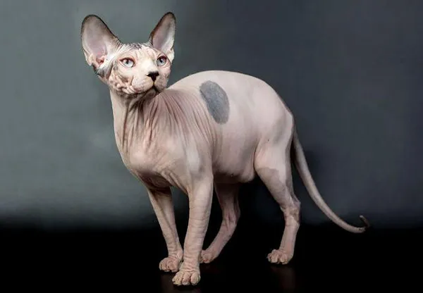 Имена для девочек сфинксов