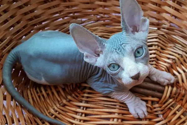 имена для сфинксов: как назвать кота мальчика и девочку