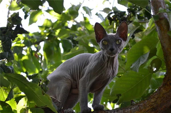 как можно назвать сфинкса-мальчика
