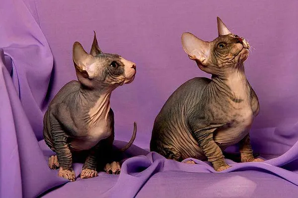 Донской сфинкс - котята