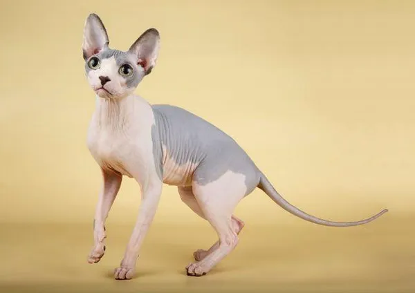 Имена для кошек сфинкс девочек