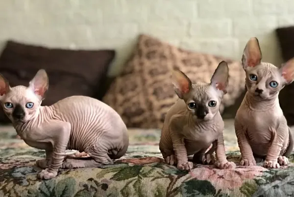 имена для сфинксов: как назвать кота мальчика и девочку