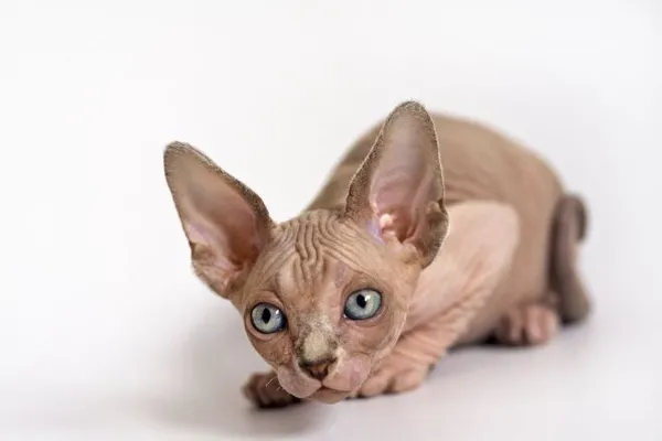 Котенок сфинкс