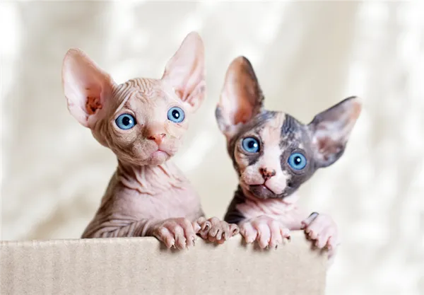 как приучить котенка сфинкса к кличке