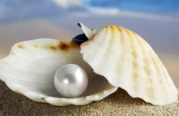 Жемчуг в ракушке