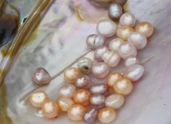 Культивированный