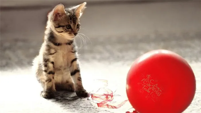 Как отучить кошку грызть провода