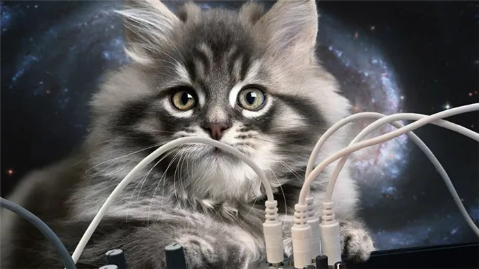 Игрушки-кормушки для кошки.