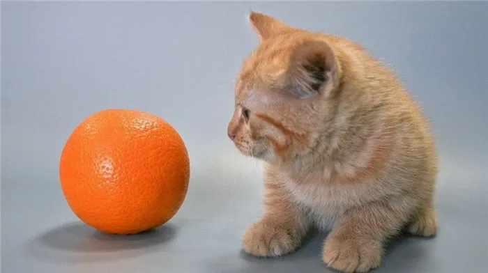 Как отучить кошку грызть провода 4