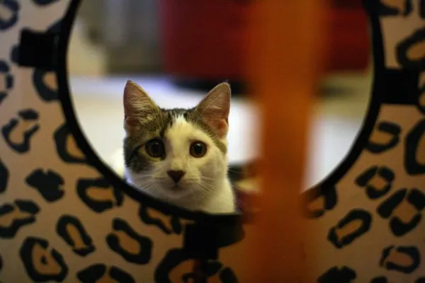 игрушки для кошек: лабиринты