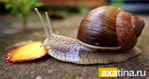 Ахатина кушает. CC0
