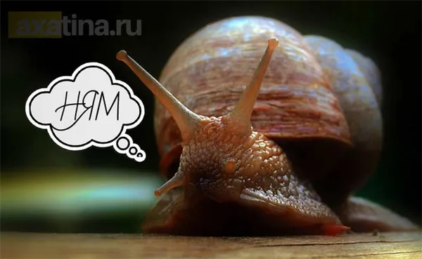 Улитка хочет есть. CC0