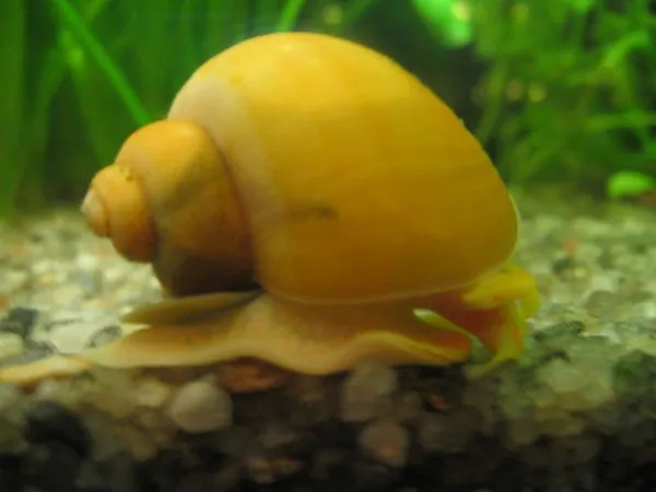 Еда для аквариумных жителей