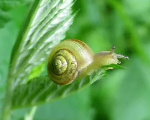 Кустарниковая улитка