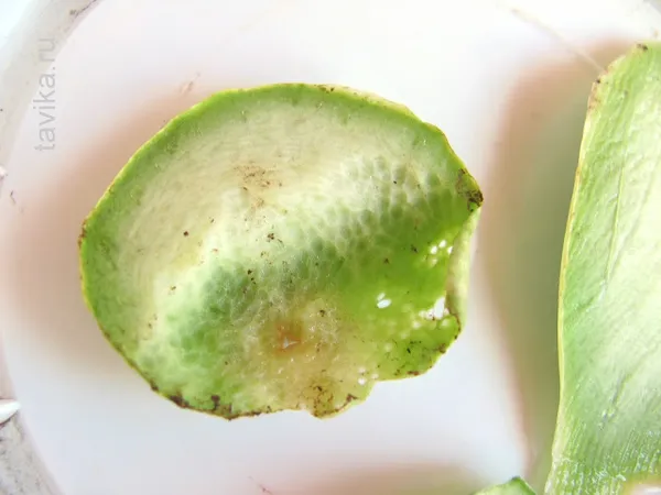 что едят виноградные улитки