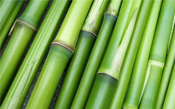 Как выбрать бамбуковое одеяло. Одеяло из бамбука. 3