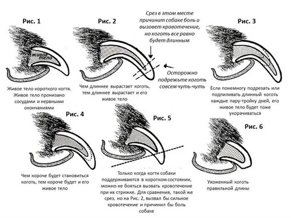 стрижка когтей собаки когтерезом