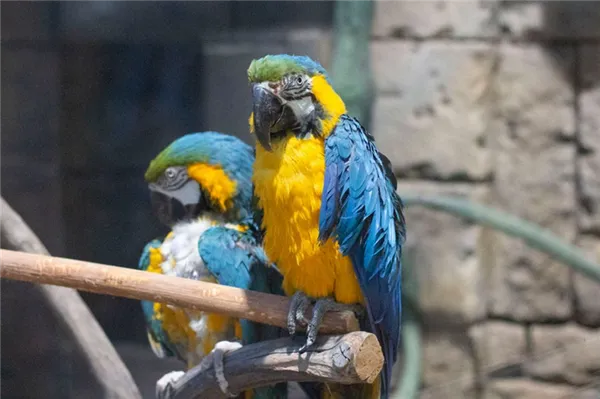 Лучшие породы говорящих попугаев. Какие волнистые попугаи лучше разговаривают. 4