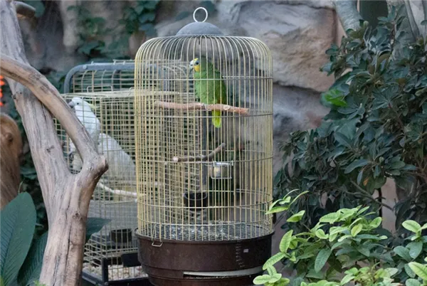 Лучшие породы говорящих попугаев. Какие волнистые попугаи лучше разговаривают. 3