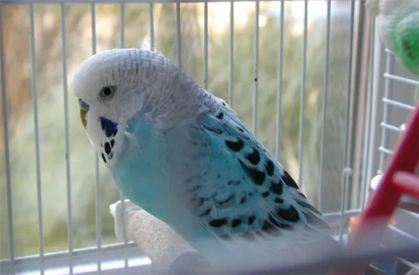 Лучшие породы говорящих попугаев. Какие волнистые попугаи лучше разговаривают. 8