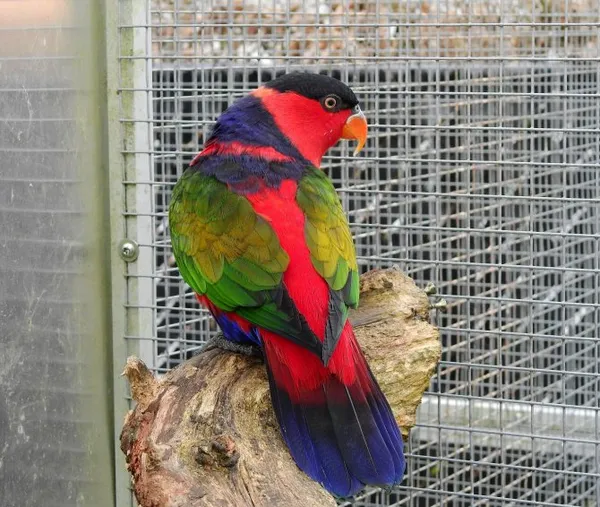 Лучшие породы говорящих попугаев. Какие волнистые попугаи лучше разговаривают. 5