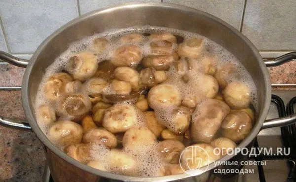 При отваривании в воду можно добавить соль, сахар, лимонную кислоту и различные пряности по вкусу – так грибы получатся маринованными