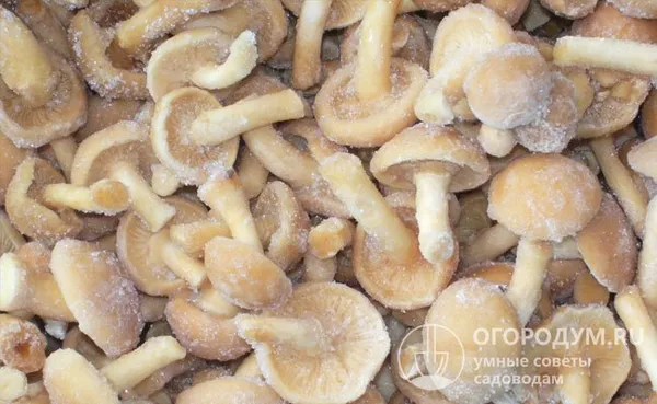 Зимой цельные грибочки можно будет использовать для украшения различных блюд или, проварив пару минут в маринаде, подавать как самостоятельную закуску, добавлять в салаты