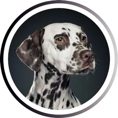 Какая Самая Быстрая Собака В Мире. Самая быстрая собака в мире. 8