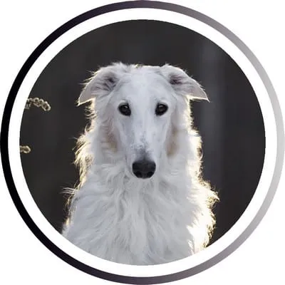 Какая Самая Быстрая Собака В Мире. Самая быстрая собака в мире. 6