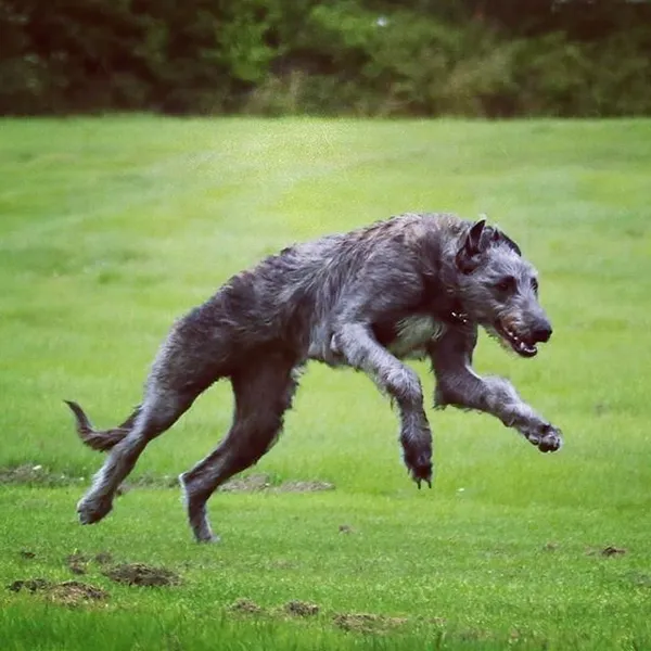 Какая Самая Быстрая Собака В Мире. Самая быстрая собака в мире. 5