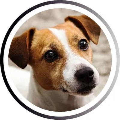 Какая Самая Быстрая Собака В Мире. Самая быстрая собака в мире. 10