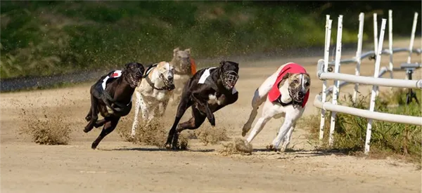 Какой породы самая быстрая собака в мире