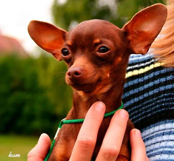 Чихуахуа на ручках