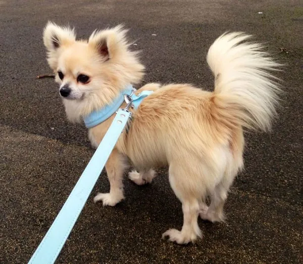 До какого возраста растут чихуахуа. До какого возраста растут чихуахуа. 5