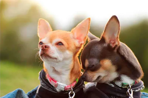 Два чихуахуа
