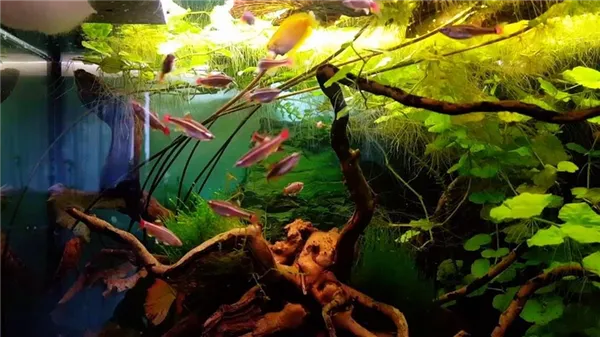 Кардинал (Tanichthys albonubes) в аквариуме, питание.