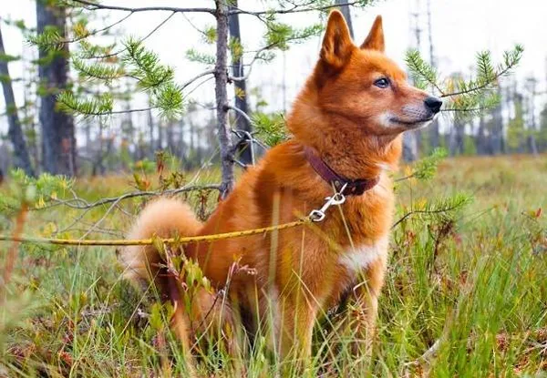 Карело-финская-лайка-Описание-особенности-уход-и-цена-породы-2