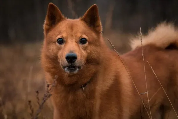 Как финский шпиц превратился в карельскую лайку. Карело финская лайка. 2