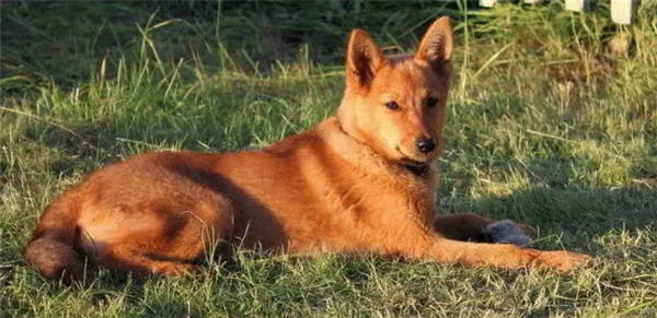 Как финский шпиц превратился в карельскую лайку. Карело финская лайка. 3