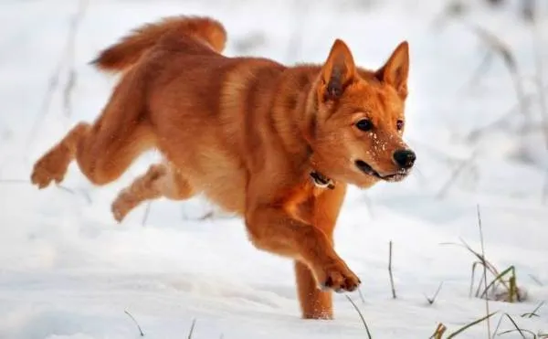 Карело-финская-лайка-Описание-особенности-уход-и-цена-породы-4