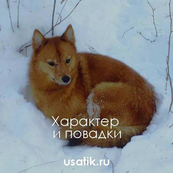 Характер и повадки карело-финских лаек